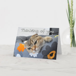 Carte Cute scottish fold cat thinking of you card