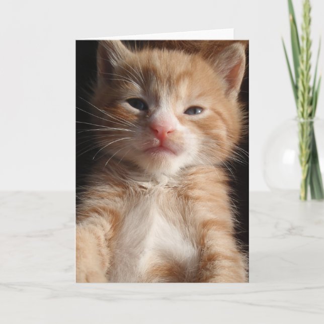 Carte Cuteness Kitten (Devant)