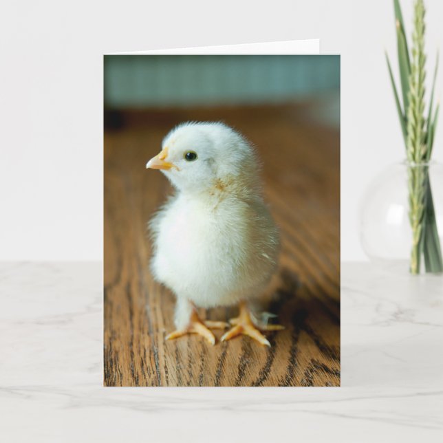Carte Cutest Baby Animals | Baby Chick (Devant)