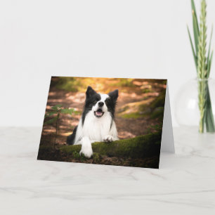 Carte Cutest Baby Animals Black and White Border Colli