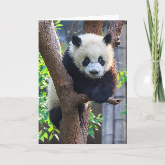 Carte Cutest Baby Animals | Giant Panda Cub (Devant)