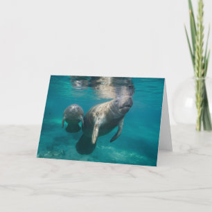 Carte Cutest Baby Animals Manatee & Baby