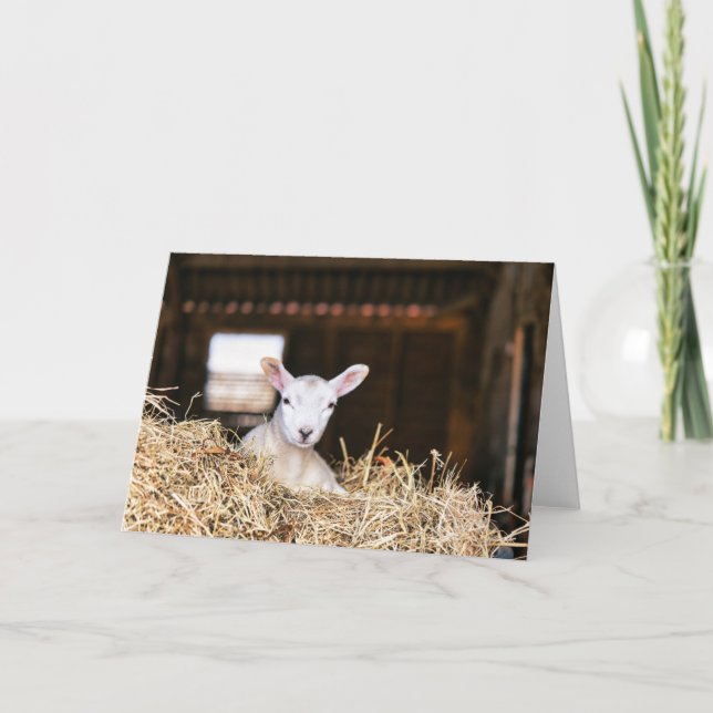 Carte Cutest Baby Animals | Newborn Lamb (Devant)