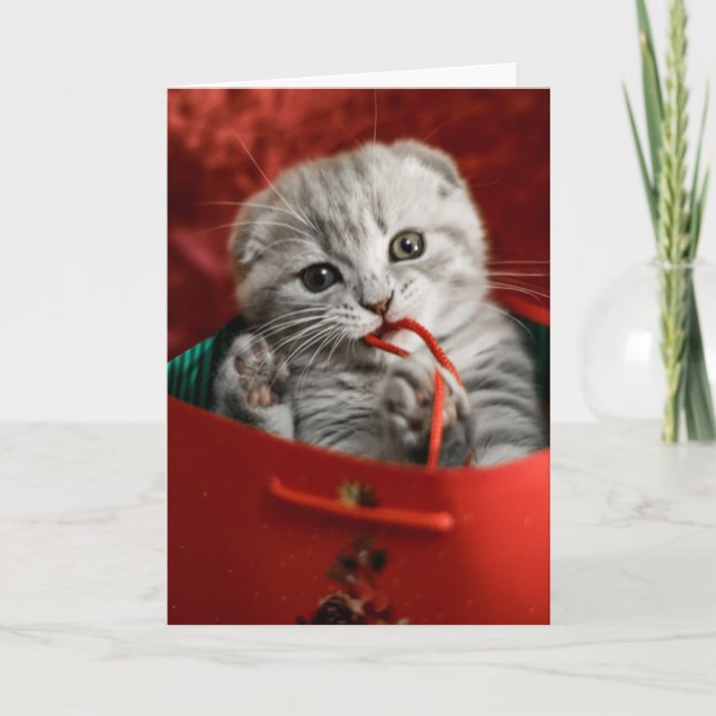Carte Cutest Baby Animals | Scottish Fold Kitten (Devant)
