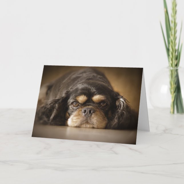 Carte Cutie Cav ! (Devant)