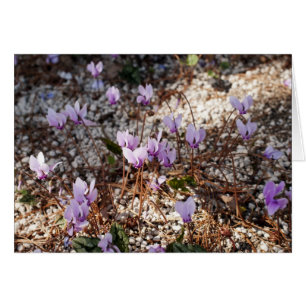 Carte Cyclamen