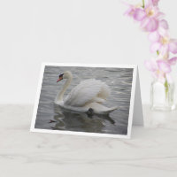 Cygne dans le lac