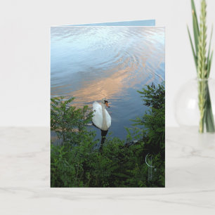 Carte Cygne de coucher du soleil