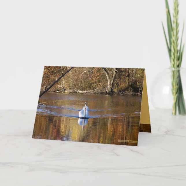 Carte Cygnes en automne (Devant)