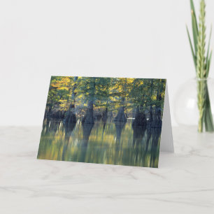 Carte Cyprès Bald Arbres Horseshoe Lake Illinois