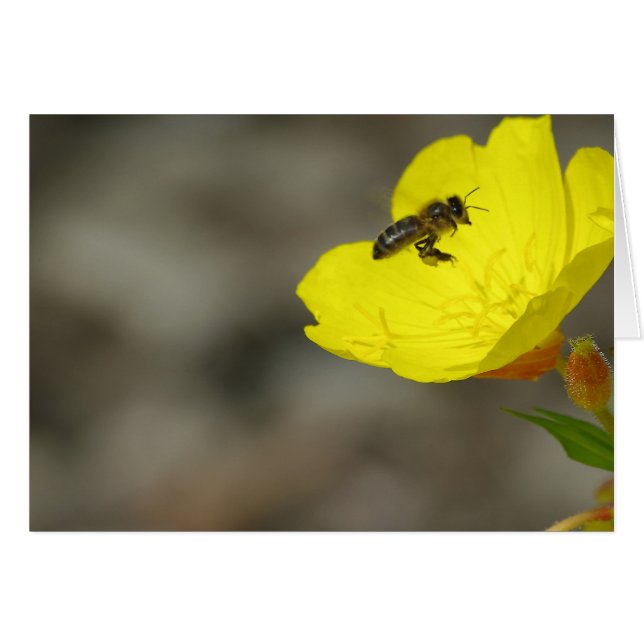 Carte d'abeille (Devant horizontal)