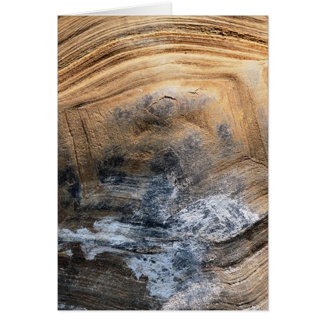 CARTE D'ABRI TORTOISE GÉANTE (Devant)