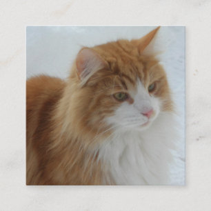 Carte D'accompagnement Chat_des_forêts_norvégiennes