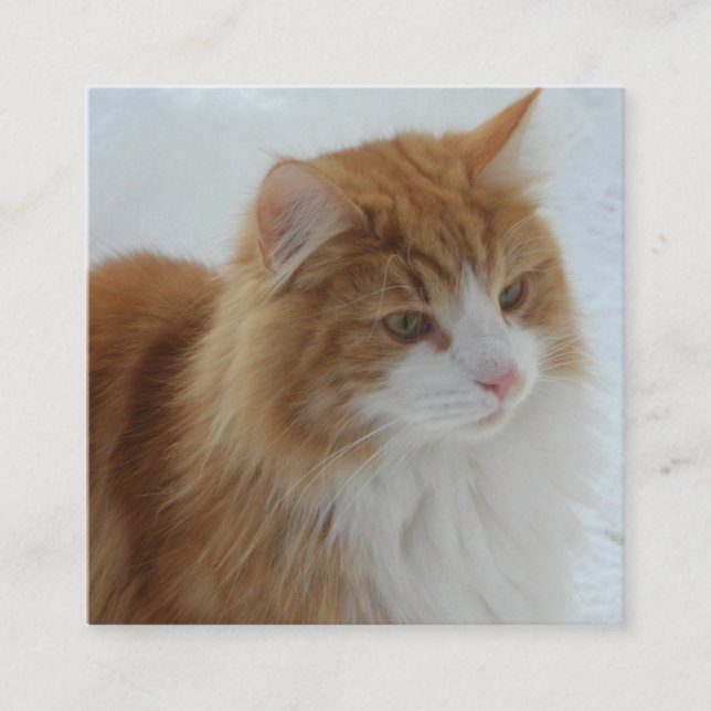 Carte D'accompagnement Chat_des_forêts_norvégiennes (Devant)