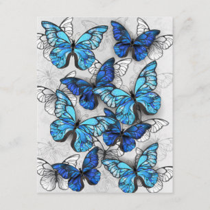 Carte D'accompagnement Composition des White and Blue Butterflies