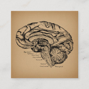 Carte D'accompagnement Diagramme du cerveau Vintage Antique Art Anatomiqu