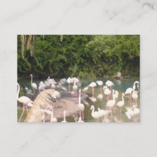 Carte D'accompagnement Flamants roses au repos