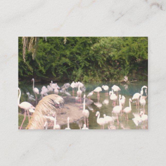 Carte D'accompagnement Flamants roses au repos (Devant)