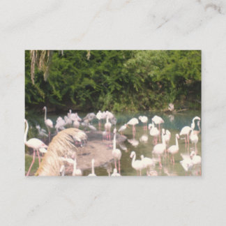 Carte D'accompagnement Flamingoes at Leisure