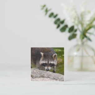 Carte D'accompagnement Raccoon Fait Contact Direct Avec L'Oeil