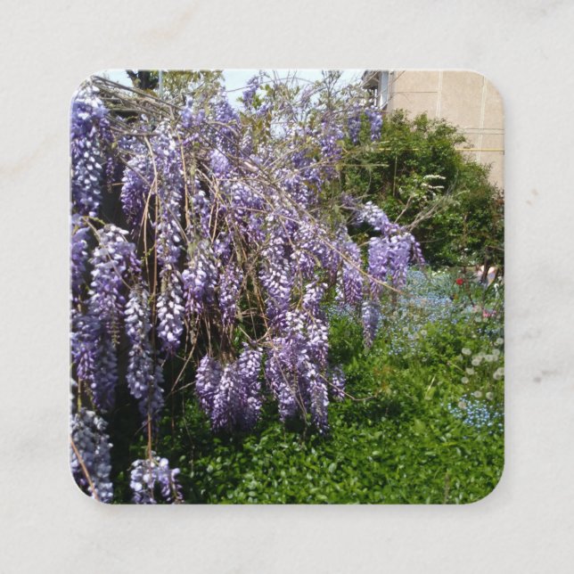 Carte d'accompagnement Wisteria Violet Vert (Devant)