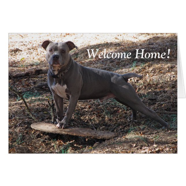 Carte d'accueil Pitbull avec Skateboard (Devant horizontal)