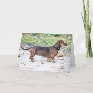 Carte dachshund sanglier complet