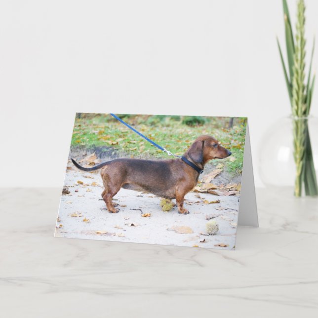 Carte dachshund sanglier complet (Devant)
