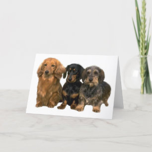 Carte Dachshunds