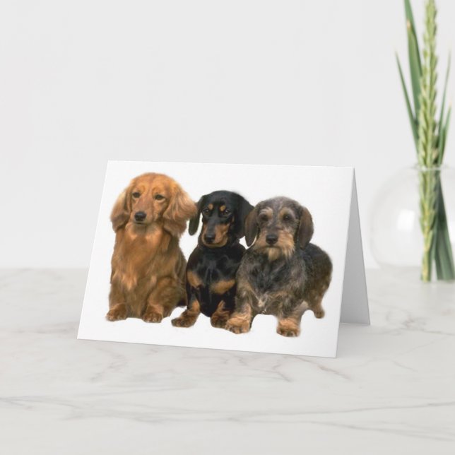 Carte Dachshunds (Devant)