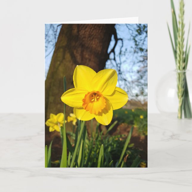 Carte Daffodil in the Park (Devant)