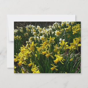 Carte Daffodiles jaunes et blancs Fleurs de printemps