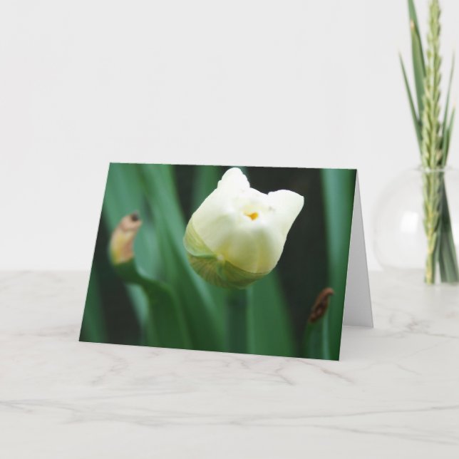 Carte Daffodique prêt à fleurir (Devant)