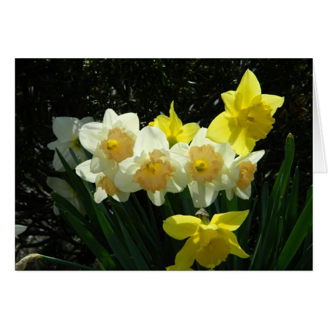 Carte Daffodique Sunlit (Devant horizontal)