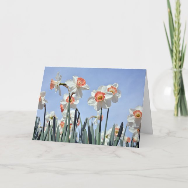 Carte Daffodiques en fleur (Devant)