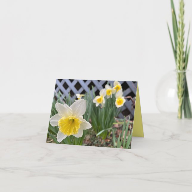 Carte Daffodiques jaunes #3 (Devant)