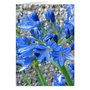 Carte d'Agapanthus