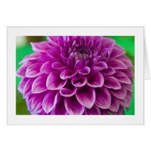 Carte, "dahlia # 189"