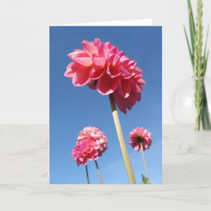 Carte Dahlia, hautes fleurs roses petit angle avec ciel