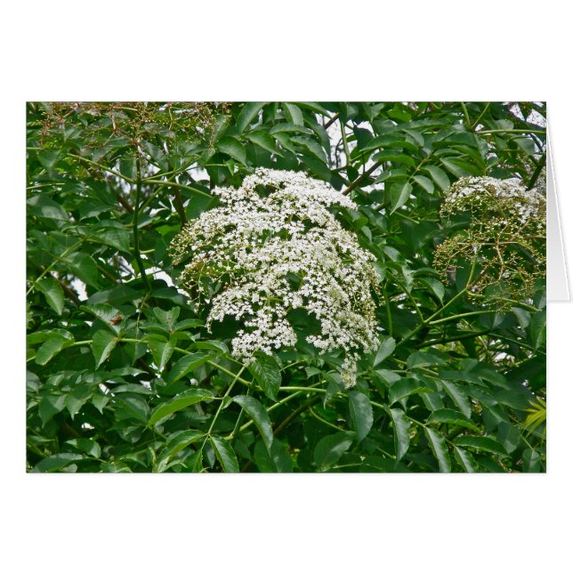 Carte d'airelle commune (Sambucus canadensis) (Devant Horizontal)