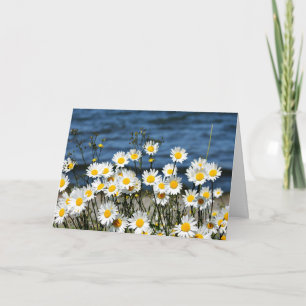 Carte Daisy-Daisy