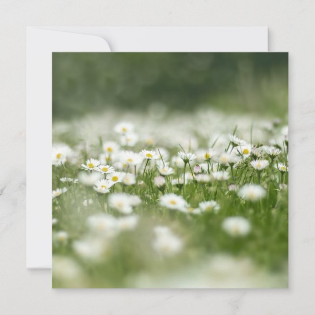 Carte Daisy Meadow (Devant)