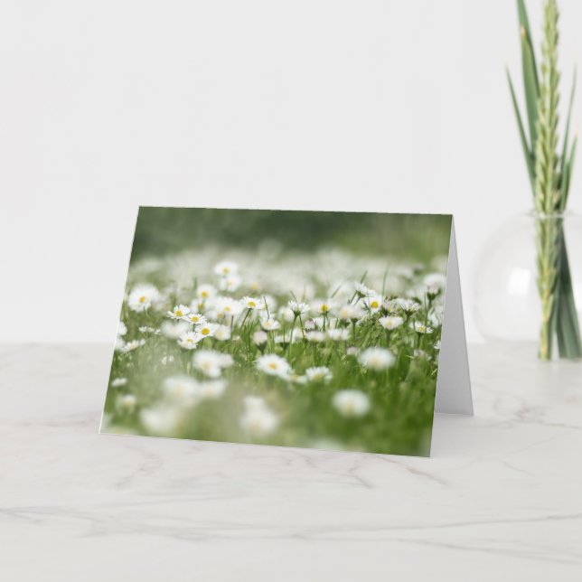 Carte Daisy Meadow (Devant)