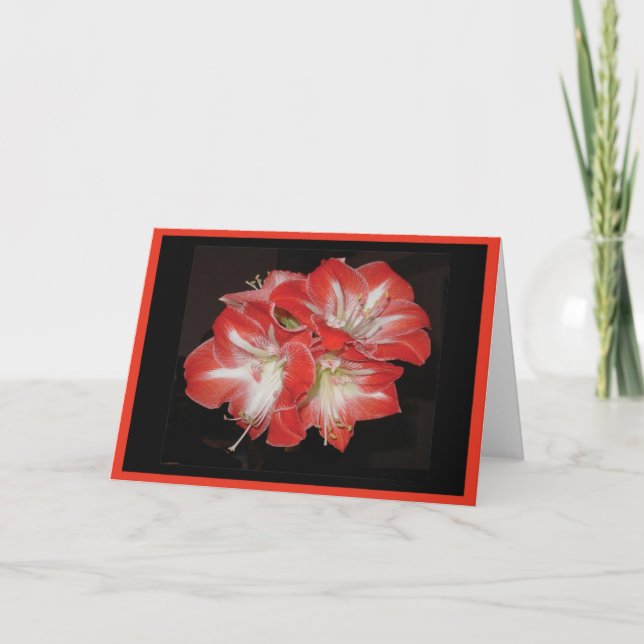 Carte d'amaryllis (Devant)