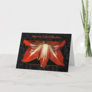Carte d'amaryllis de Noël