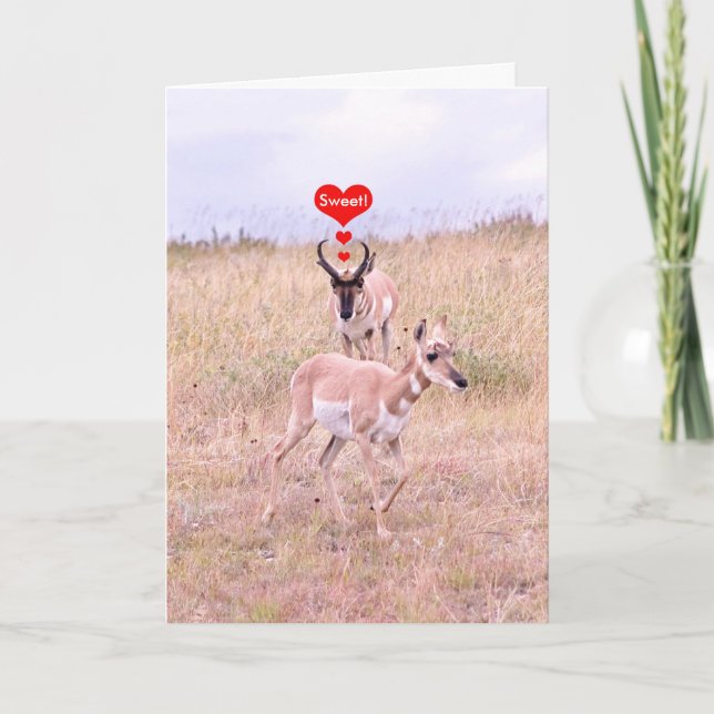 Carte d'amour Antelope (Devant)
