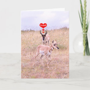 Carte d'amour Antelope