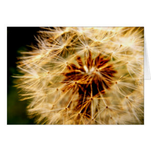 Carte DANDELION