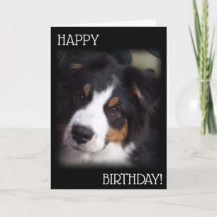 Carte d'anniversaire Aussie Chien A1