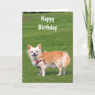 Cartes Chiwawa D Anniversaire Zazzle Fr